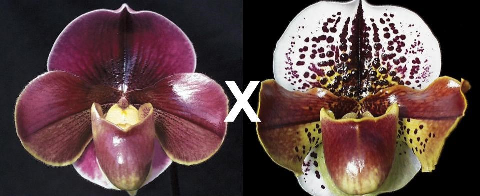 Complex paphiopedilum hybrid cultivars shown in flower side by side of Paphiopedilum Startler 'Glace'AM/AOS x Pandemonium 'Dynamite' AM