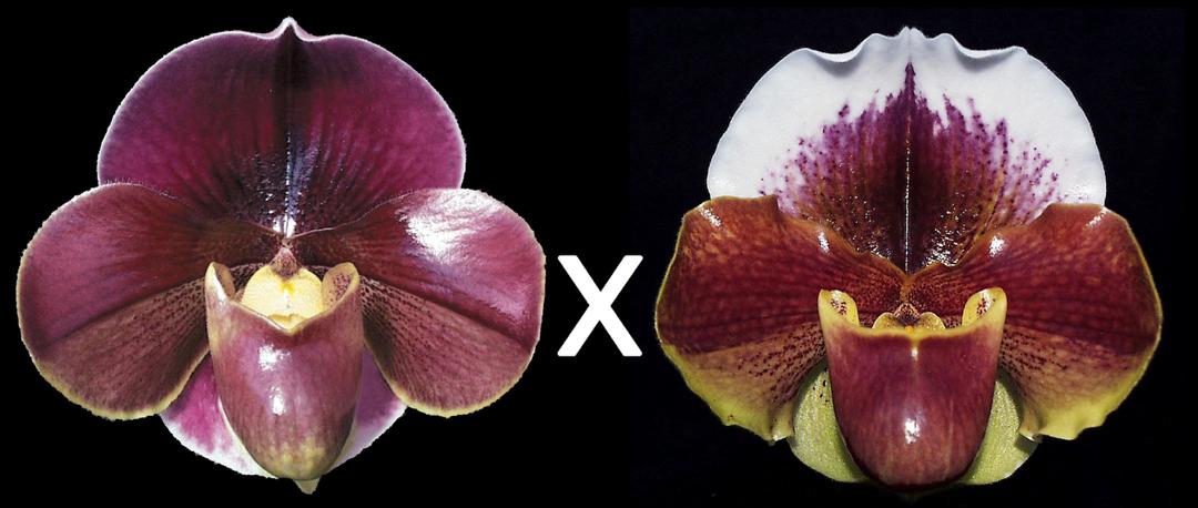 Complex paphiopedilum hybrid cultivars shown in flower side by side of Paphiopedilum Startler 'Glace' x Maggie Anne 'Coro'