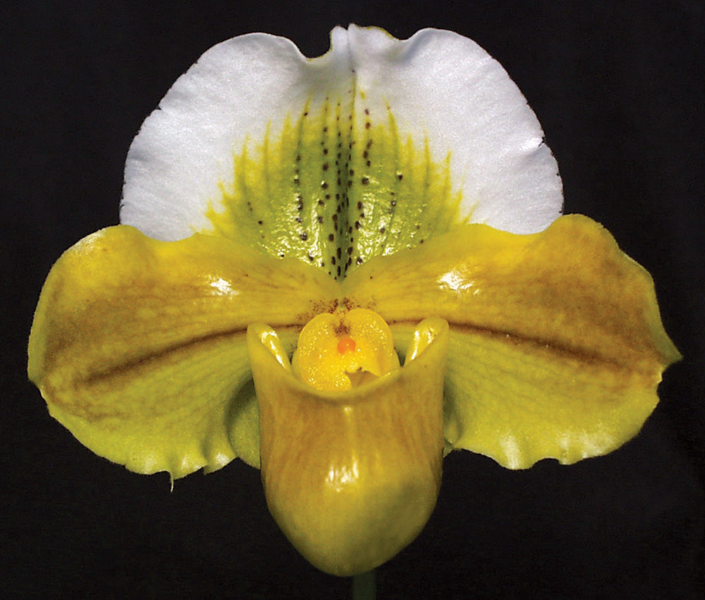 Complex paphiopedilum hybrid cultivar of  Paphiopedilum Stefani Pitta ‘Robin’ AM/AOS