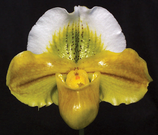 Complex paphiopedilum hybrid cultivar of  Paphiopedilum Stefani Pitta ‘Robin’ AM/AOS