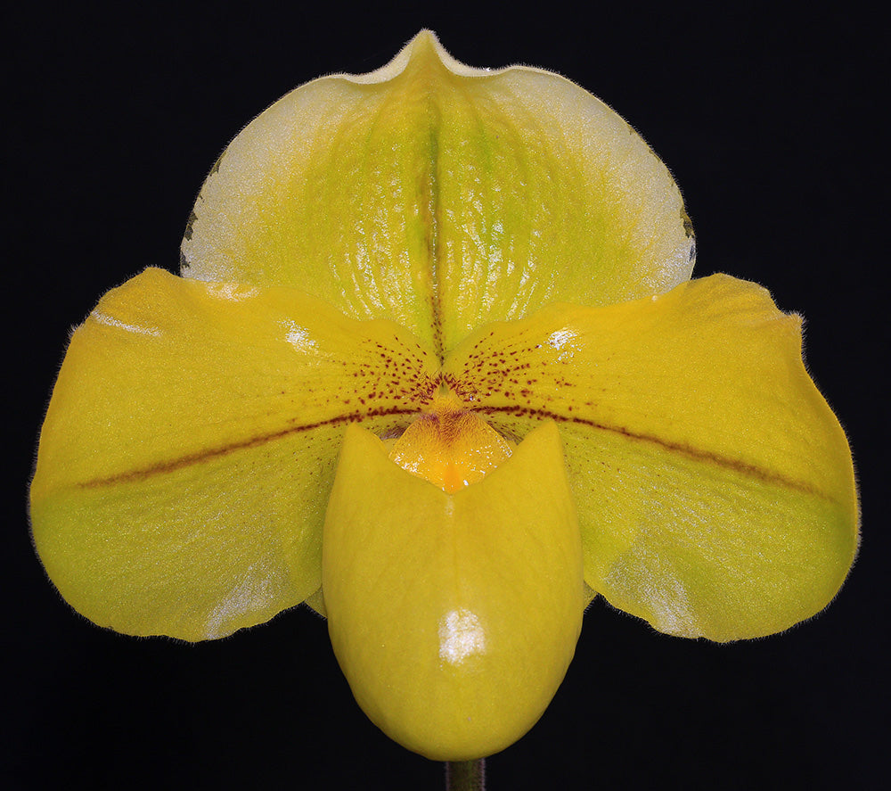 Complex paphiopedilum hybrid cultivar of  Paphiopedilum Sun God ‘Golden Tower’ AM/AOS