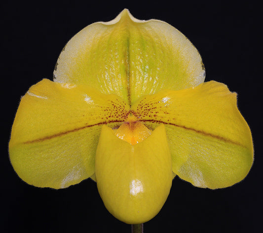 Complex paphiopedilum hybrid cultivar of  Paphiopedilum Sun God ‘Golden Tower’ AM/AOS
