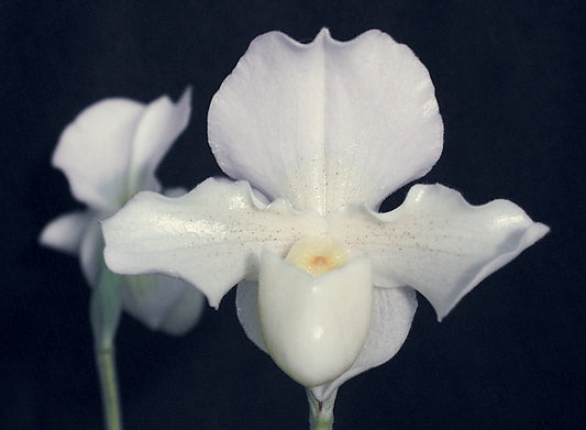 Complex paphiopedilum hybrid cultivar of Paphiopedilum Susan Tucker 'Olivia'