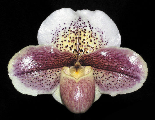 Complex paphiopedilum hybrid cultivar of Paphiopedilum Sweet Dreams ‘#1’