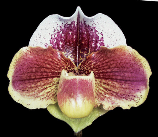 Close-up of a purple and pink orchid with a black background of Paphiopedilum Sylvan Moon ‘Charmer’