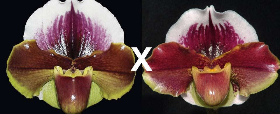 Complex paphiopedilum hybrid cultivars shown in flower side by side of Paphiopedilum Sylvan Vale 'Sparsholt' B/CSA x Firing Line 'Papa Aroha'
