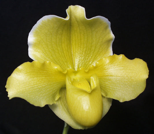 Yellow orchid flower against a black background