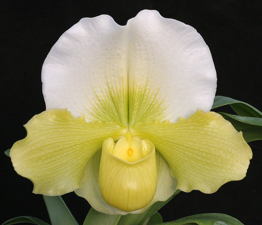 Complex paphiopedilum hybrid cultivar of Paphiopedilum Titan’s Gold