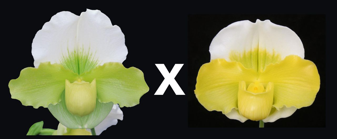 Complex paphiopedilum hybrid cultivars shown in flower side by side of Paphiopedilum Titan's Gold 'Down Under' x Golden Liz 'Coro'