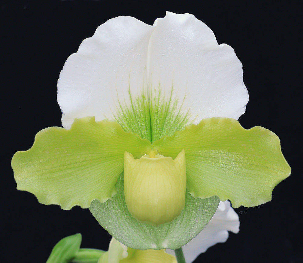 White and green orchid flower on a black background Paphiopedilum Titan’s Gold ‘Dynamo’