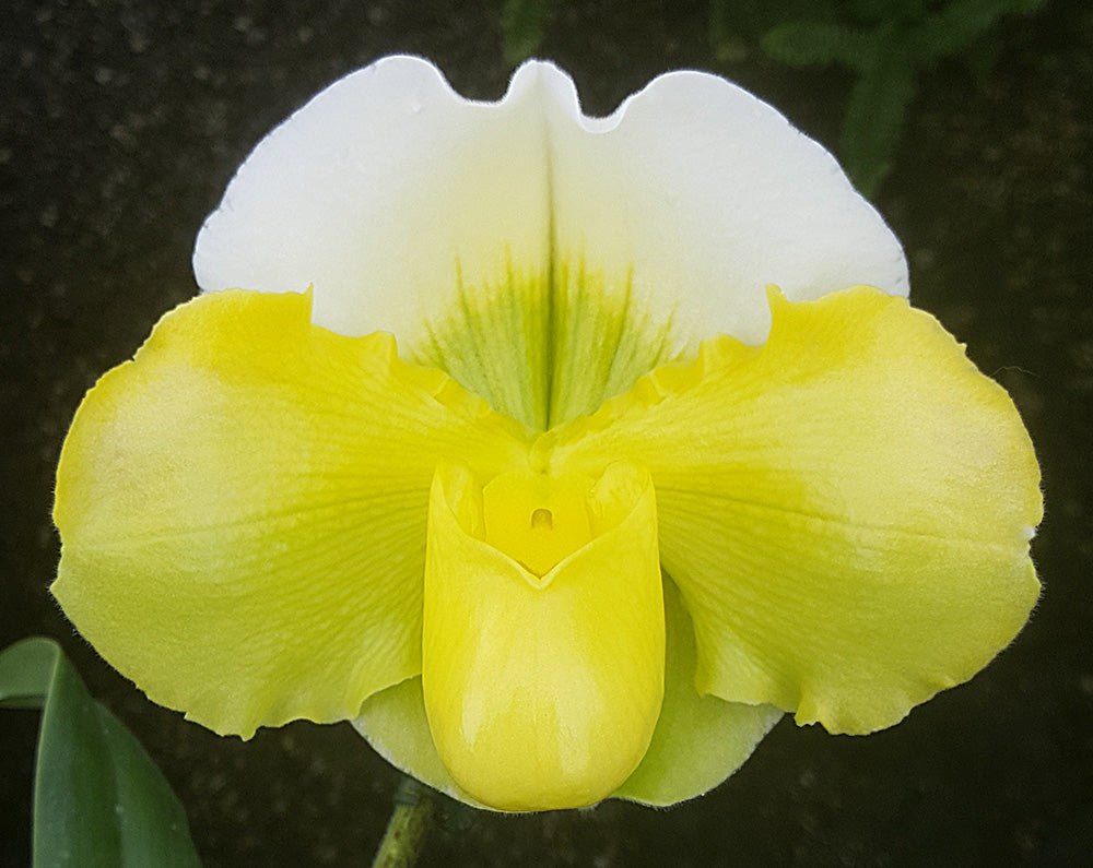 Complex paphiopedilum hybrid cultivars shown in flower side by side of Paphiopedilum Titan's Gold 'Dynamo' x Pacific Glory 'Sun God'
