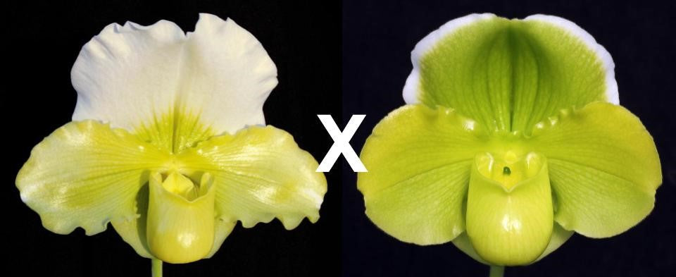 Complex paphiopedilum hybrid cultivars shown in flower side by side of Paphiopedilum Titan's Gold 'Gargantua' x Mem. Robert Weltz 'Enchanted Orb'