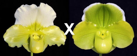 Complex paphiopedilum hybrid cultivars shown in flower side by side of Paphiopedilum Titan's Gold 'Gargantua' x Mem. Robert Weltz 'Enchanted Orb'