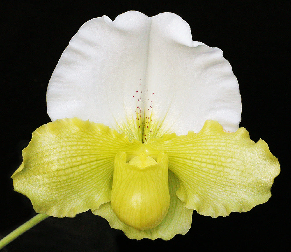 Huge yellow orchid flower on a black background