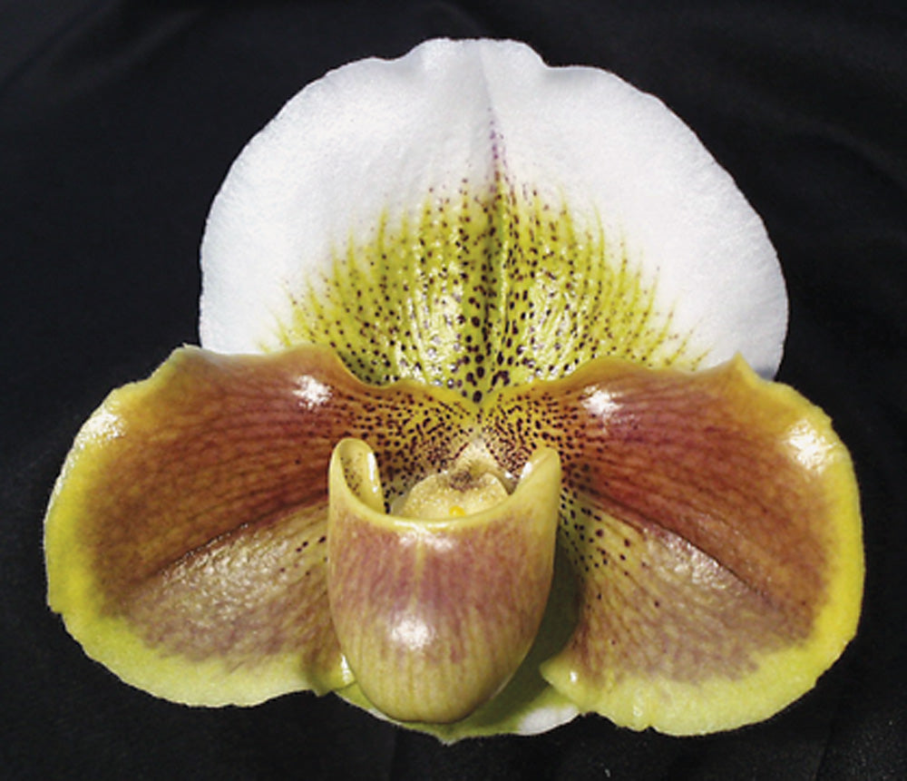 Complex paphiopedilum hybrid cultivar of  Paphiopedilum Tokyo Knight 'Moonchild' AM