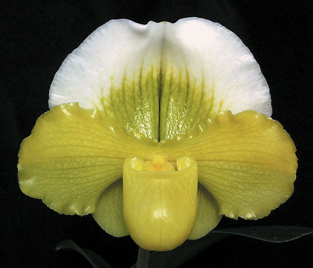 A close-up image of a Paphiopedilum Tommie Hanes 'Althea' flower, showcasing its yellow petal and green and white spike.