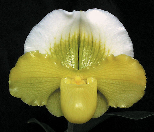 A close-up image of a Paphiopedilum Tommie Hanes 'Althea' flower, showcasing its yellow petal and green and white spike.