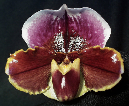 A close-up image of a Paphiopedilum orchid Paphiopedilum Treasure Chest 'Shadowlands' with a prominent purple flower and surrounding green and brown petals.