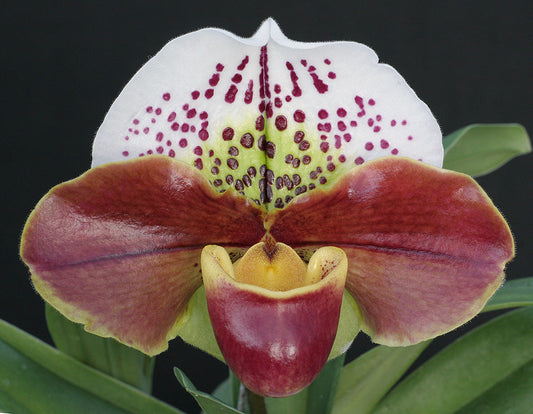 Complex paphiopedilum hybrid cultivar of  Paphiopedilum Tropic Thunder
