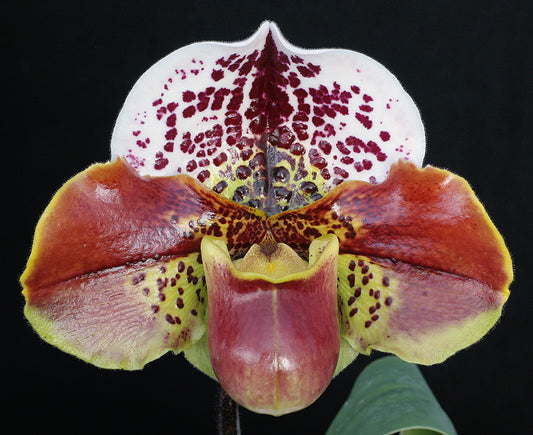 Close-up of a unique orchid with spotted petals on a black background of Paphiopedilum Turning Point