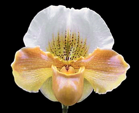 Close-up of a white and yellow orchid flower on a black background