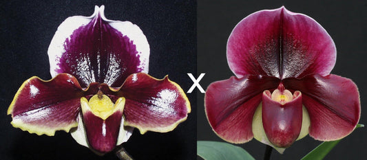 Complex paphiopedilum hybrid cultivars shown in flower side by side of Paphiopedilum Valley Girl 'High Intensity' x Flash Point 'Rotunda'