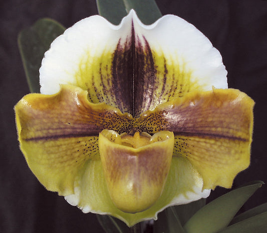 Close-up of a yellow and white orchid with brown accents against a dark background of Paphiopedilum Van Ness ‘Husky’