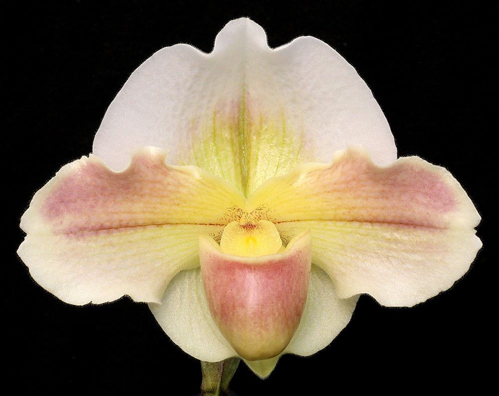 Complex paphiopedilum hybrid cultivar shown in flower of  Paphiopedilum Via Avila Beach 'Evening Moon'HCC/AOS x Bella Snow 'Winter Moon'