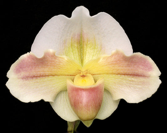 Complex paphiopedilum hybrid cultivar shown in flower of  Paphiopedilum Via Avila Beach 'Evening Moon'HCC/AOS x Bella Snow 'Winter Moon'