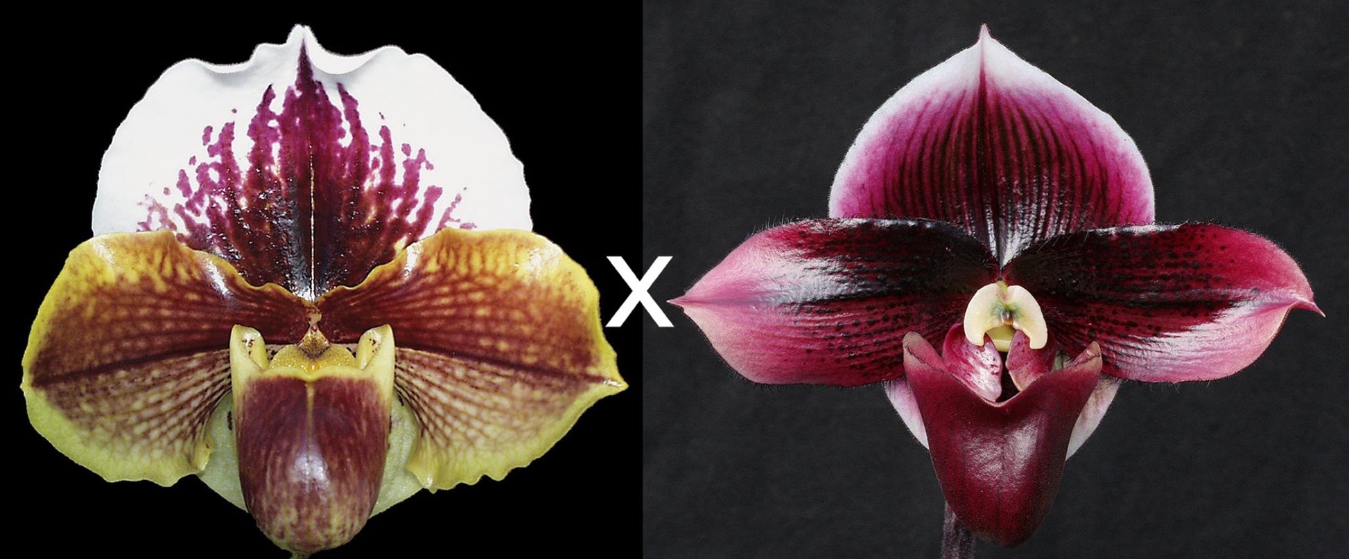 Complex paphiopedilum hybrid cultivars shown in flower side by side of Paphiopedilum Via Luna Este 'Sailor's Delight' AM/AOS x Dark Destiny 'Black Ice' FCC/AOS