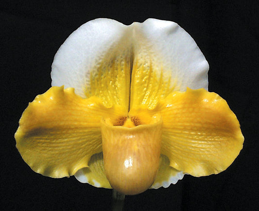 A close-up image of a Paphiopedilum orchid with yellow and white petals of Paphiopedilum Via Muchos Ninos 'Full Moon' HCC