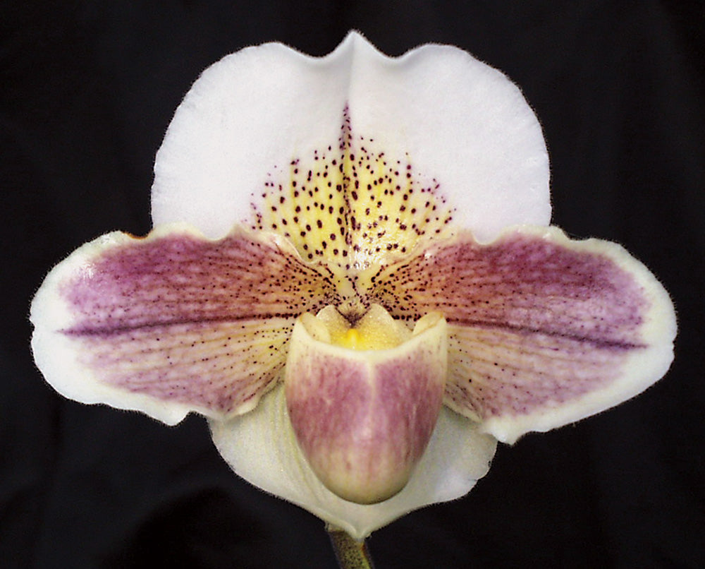 A close-up image of an orchid flower with a combination of white, purple, and brown colors.