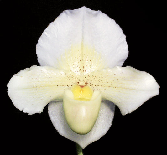 Complex paphiopedilum hybrid cultivar of  Paphiopedilum Via Ojai 'Jim’s Pride'
