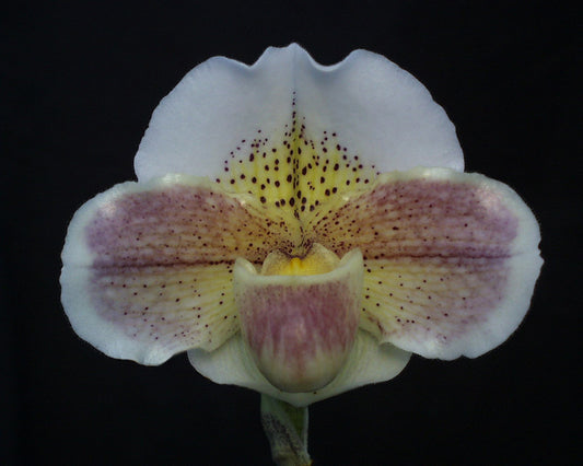Complex paphiopedilum hybrid cultivar of  Paphiopedilum Via Ojai 'Pink Sleigh' AM/AOS