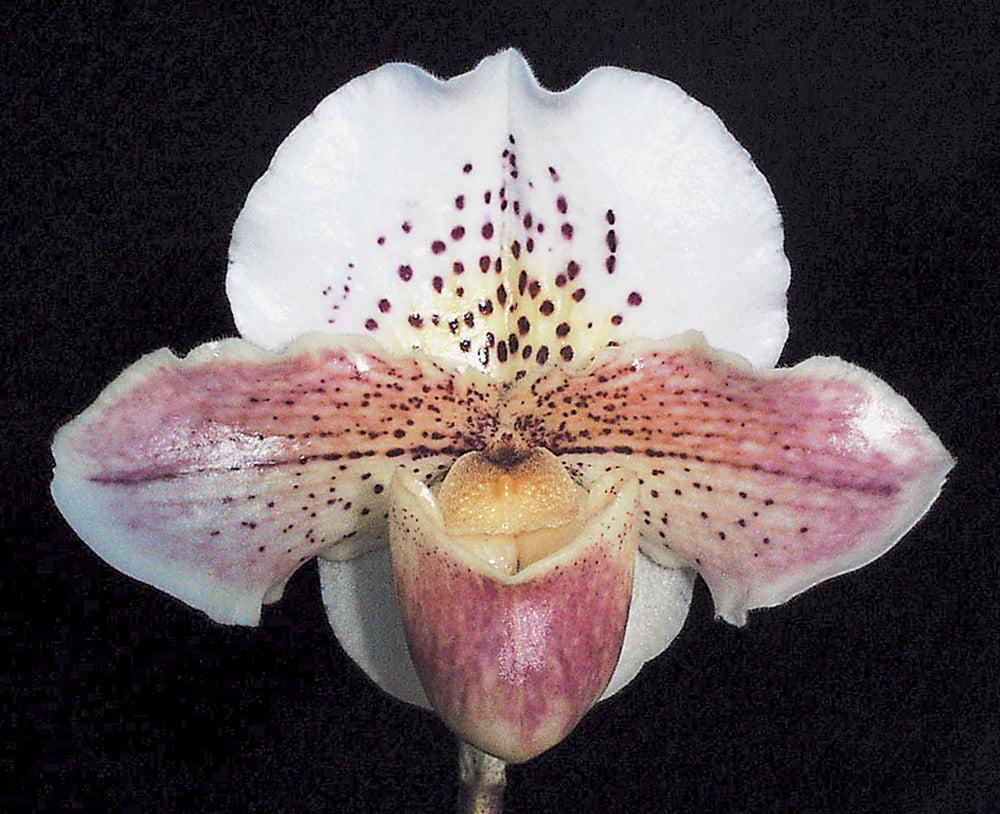 Complex paphiopedilum hybrid cultivar of Paphiopedilum Via Ojai 'Silvia' HCC