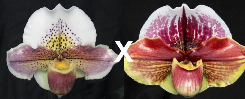 Complex paphiopedilum hybrid cultivars shown in flower side by side of Paphiopedilum Via Ojai 'Silvia' HCC/AOS x Night Sky 'Star Gazer' HCC