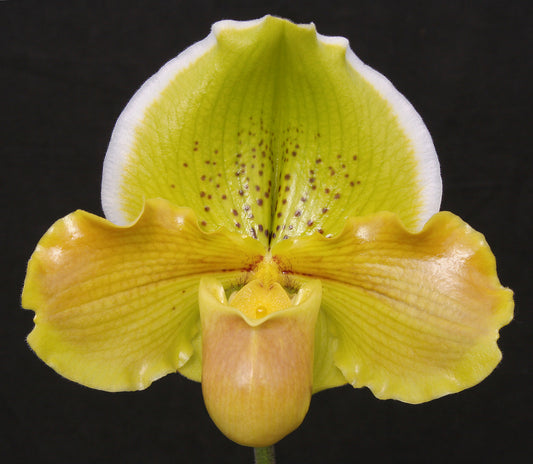 Close-up of a yellow orchid with a black background