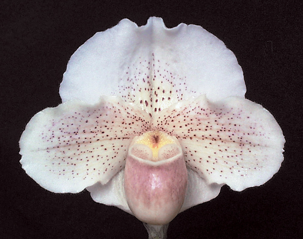 Close-up of a white orchid with pink speckles on a black background