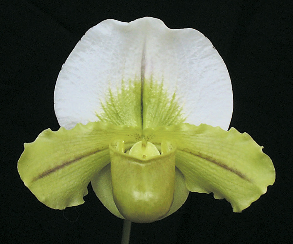 A paphiopedilum orchid flower with predominantly white petals that have green markings and a yellow lip. Paphiopedilum Via Victoria	'Sunday Special' HCC