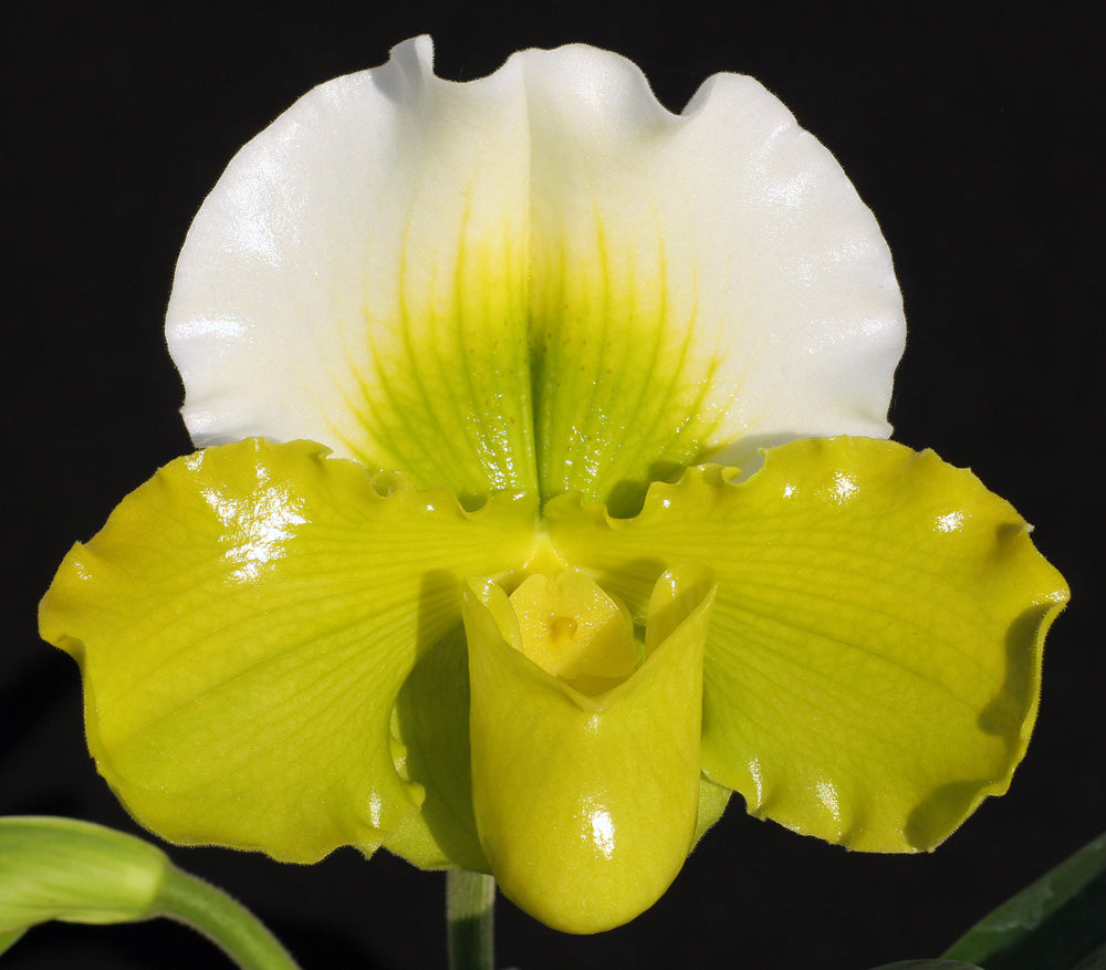 Complex paphiopedilum hybrid cultivar of  Paphiopedilum Via Vulcan Verde 'Petticoat' B/CSA