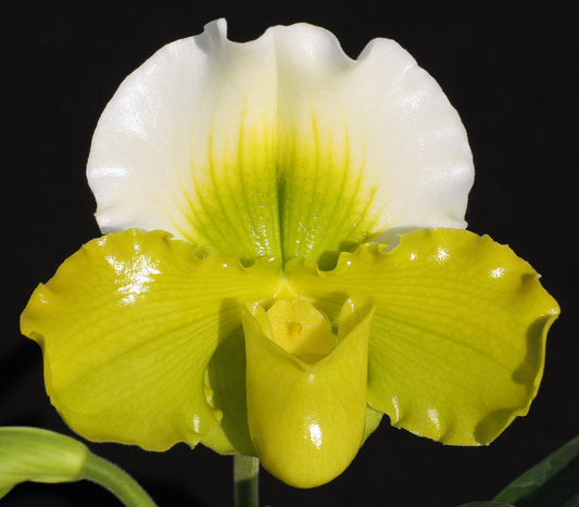 Complex paphiopedilum hybrid cultivar of  Paphiopedilum Via Vulcan Verde 'Petticoat' B/CSA