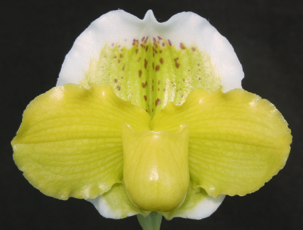 Complex paphiopedilum hybrid cultivar of  Paphiopedilum Via Vulcan Verde 'Petticoat' B/CSA x Green Mirror 'Halo'