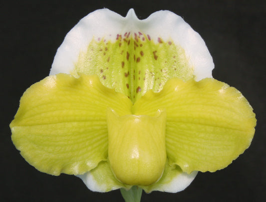 Complex paphiopedilum hybrid cultivar of  Paphiopedilum Via Vulcan Verde 'Petticoat' B/CSA x Green Mirror 'Halo'