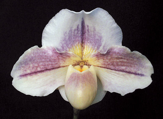 Complex paphiopedilum hybrid cultivar of  Paphiopedilum Victoria's Song 'Pastel Light' CCE/AOS