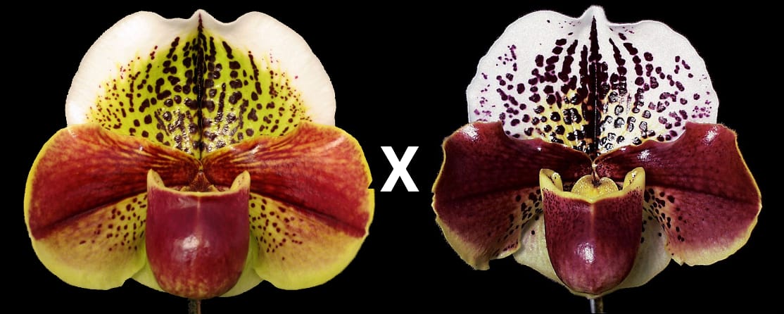 Complex paphiopedilum hybrid cultivars shown in flower side by side of Paphiopedilum Vixen 'Valley Girl' AM/AOS x Thunder Cat 'Sizzler' HCC
