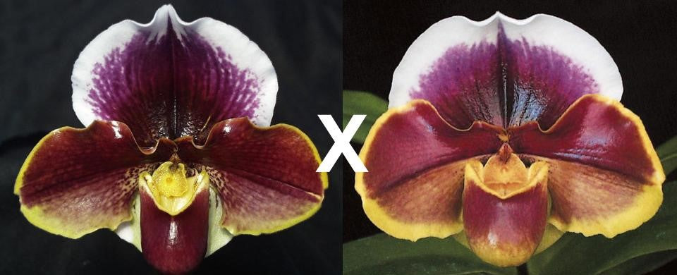 Complex paphiopedilum hybrid cultivars shown in flower side by side of Paphiopedilum Wend Valley 'Valentine' x Amanda 'Joyance' AM/RHS