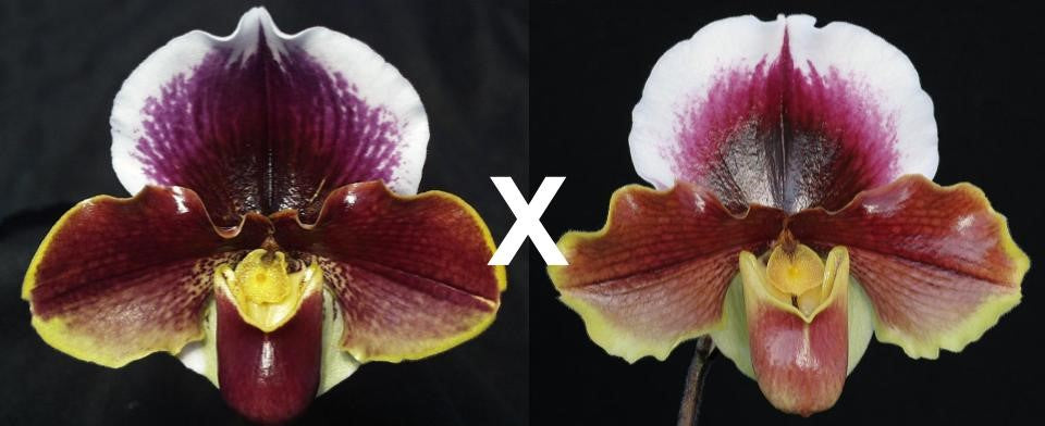Complex paphiopedilum hybrid cultivar shown in flower of  Paphiopedilum Wend Valley 'Valentine' x California Girl 'Big Bear' B/CSA