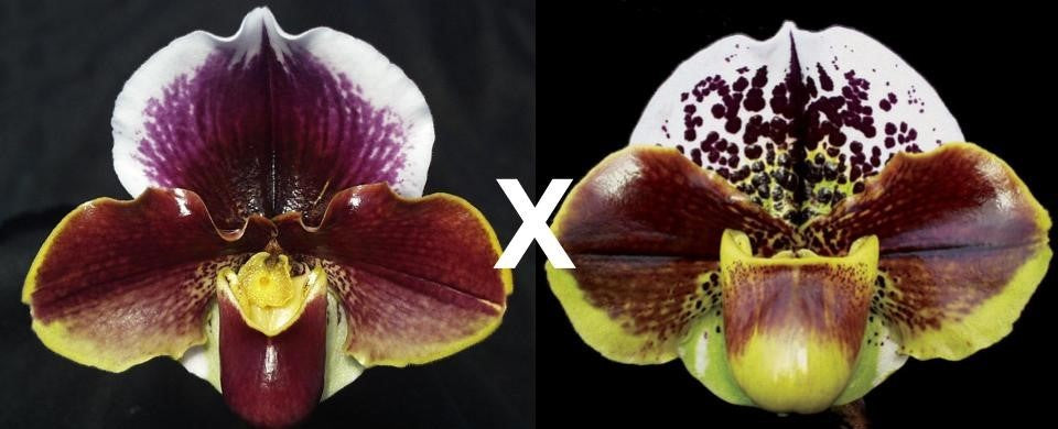 Complex paphiopedilum hybrid cultivars shown in flower side by side of Paphiopedilum Wend Valley 'Valentine' x Eternal Kingdom 'Imperial' AM/AOS