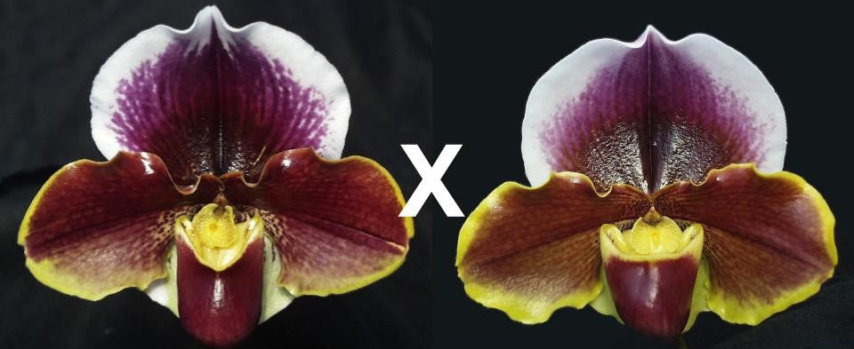 Complex paphiopedilum hybrid cultivars shown in flower side by side of Paphiopedilum Wend Valley 'Valentine' x Keyshill 'Royal Fantasy'