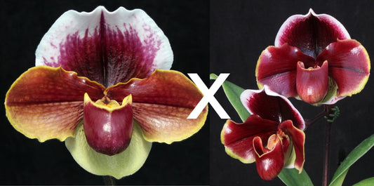 Complex paphiopedilum hybrid cultivars shown in flower side by side of Paphiopedilum (Wend Valley x Keyeshill) 'Red Wonder' x Dark Fantasy 'Double Eclipse'